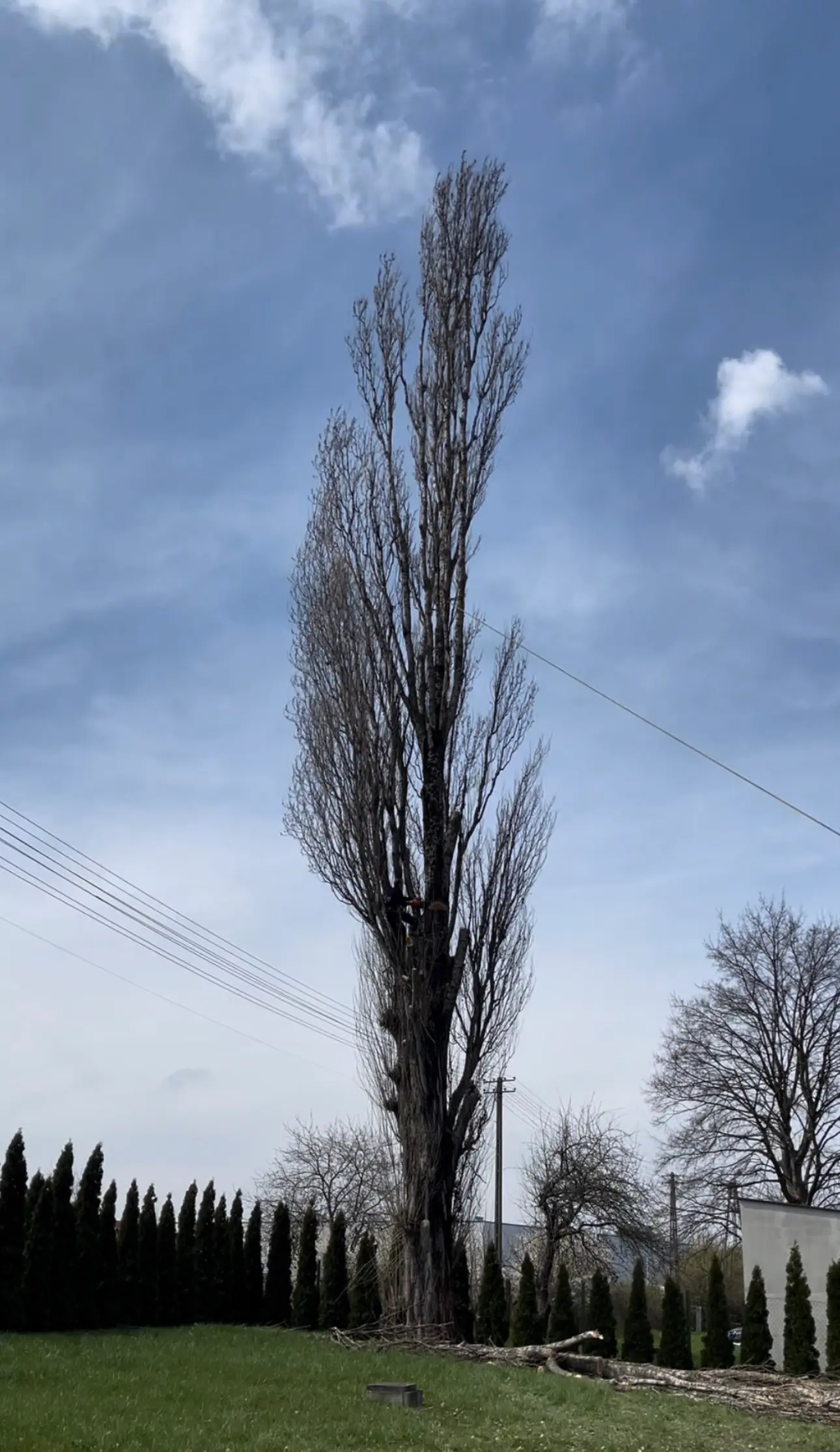 Przycinanie topoli Rzeszów – pielęgnacja wysokich drzew metodą alpinistyczną, Pan Drzewko